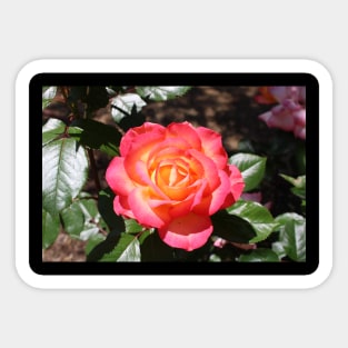 Dreamy Orange Rose Photograph Sticker